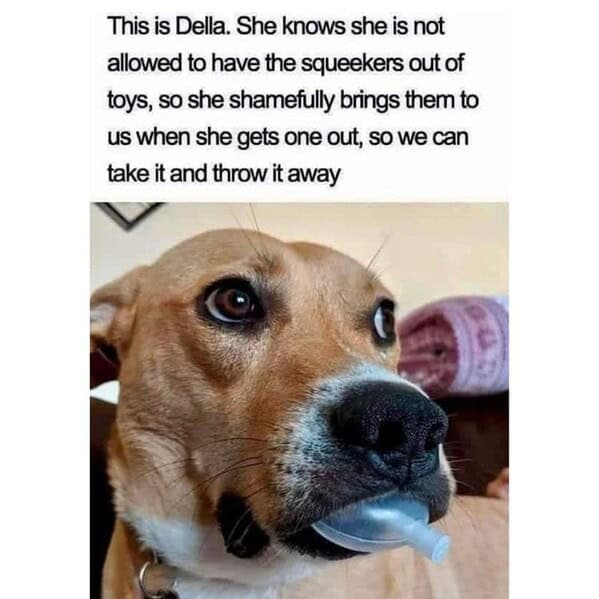 Dog caught holding squeaker from toy in funny dog memes moment