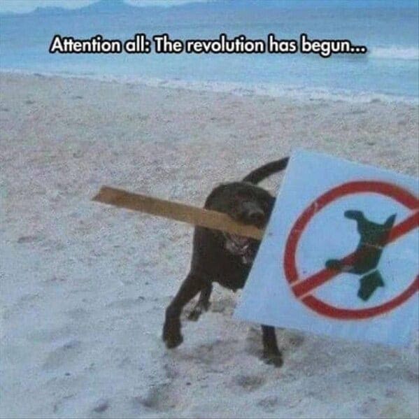 Dog steals no-dogs sign at beach in funny dog memes protest scene