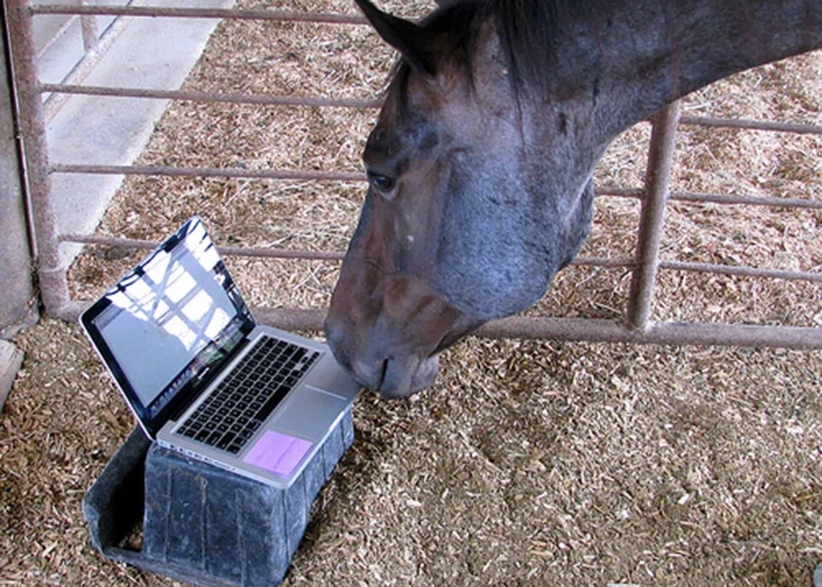 Horse staring at a laptop screen like it’s attending a Zoom meeting – classic funny horse pictures moment