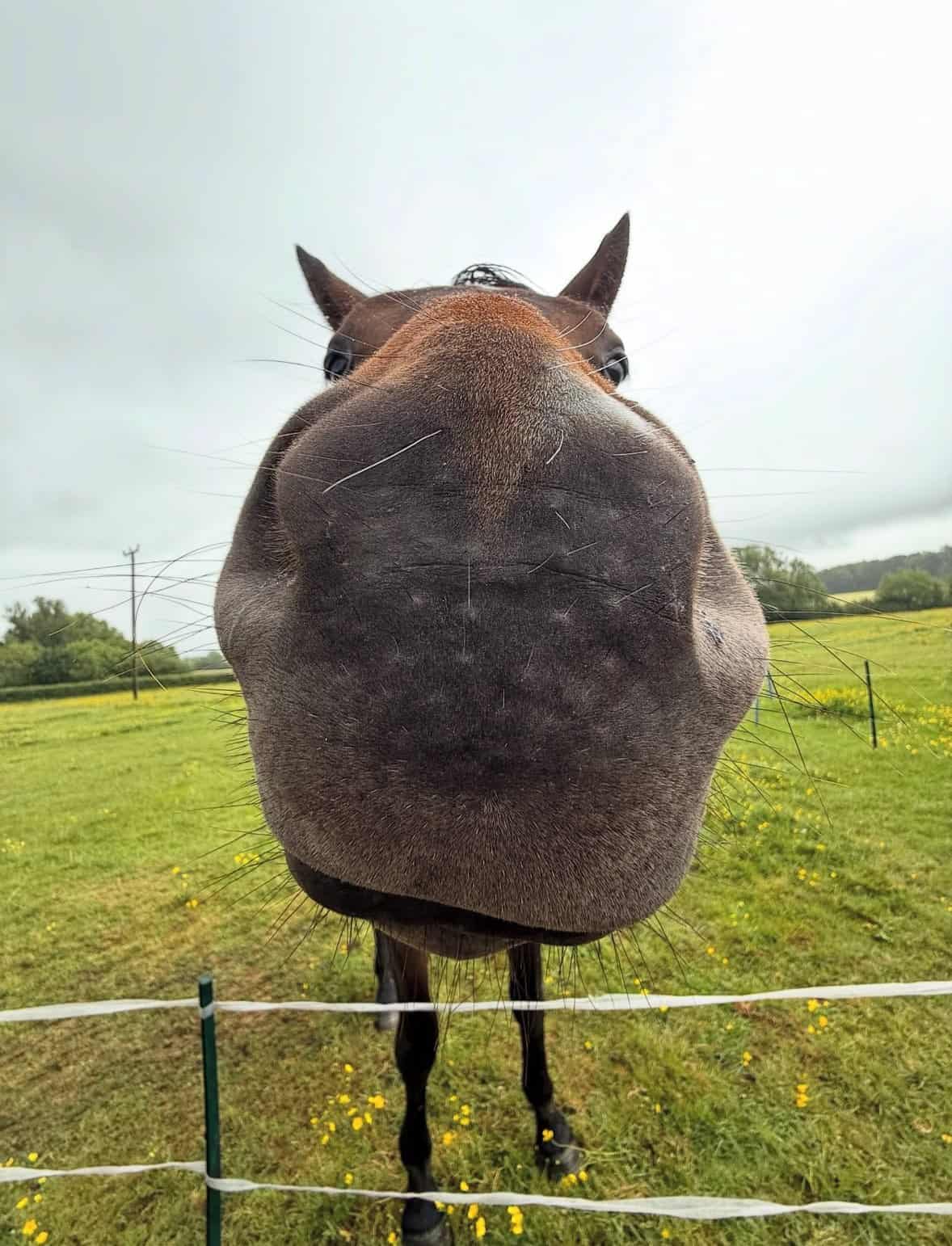 Funny horse pictures close-up – horse nose dominating the camera like a selfie king.