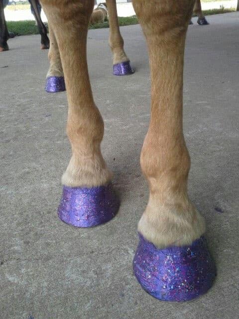 Funny horse pictures showing a horse with glittery purple hooves looking ready for the runway