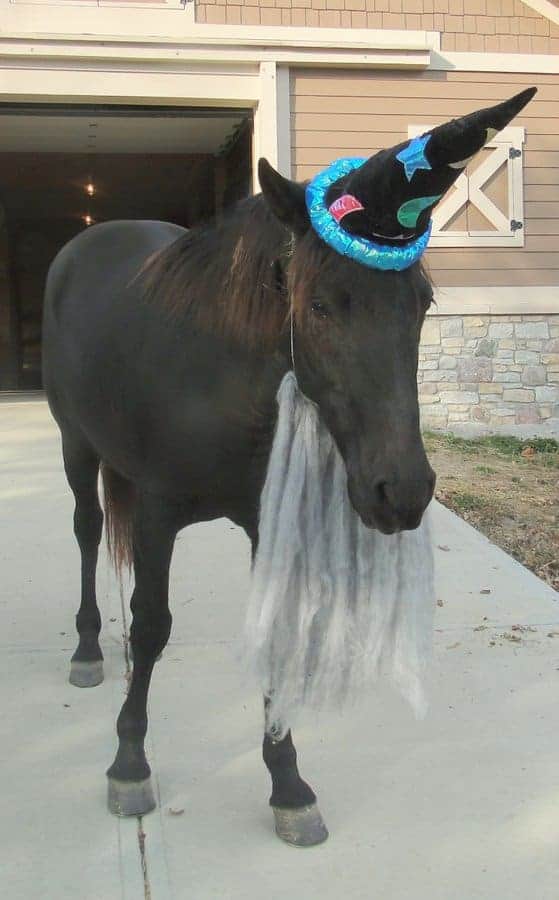 A horse dressed as a wizard, complete with hat and fake beard – peak funny horse pictures material.