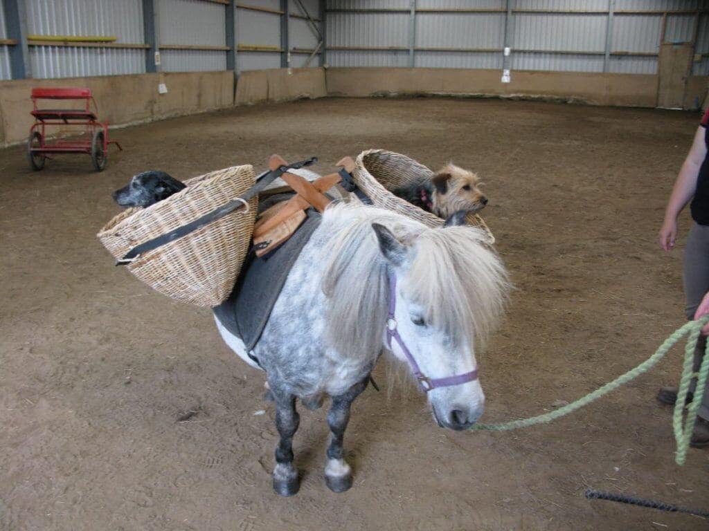 Pony with stylish bangs carries two dogs in saddle baskets – funny horse pictures crossover event