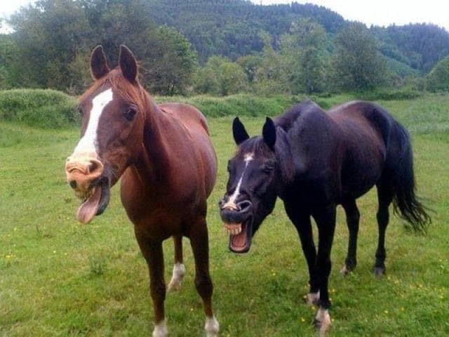 Two horses cracking up in a field – the definition of funny horse pictures.