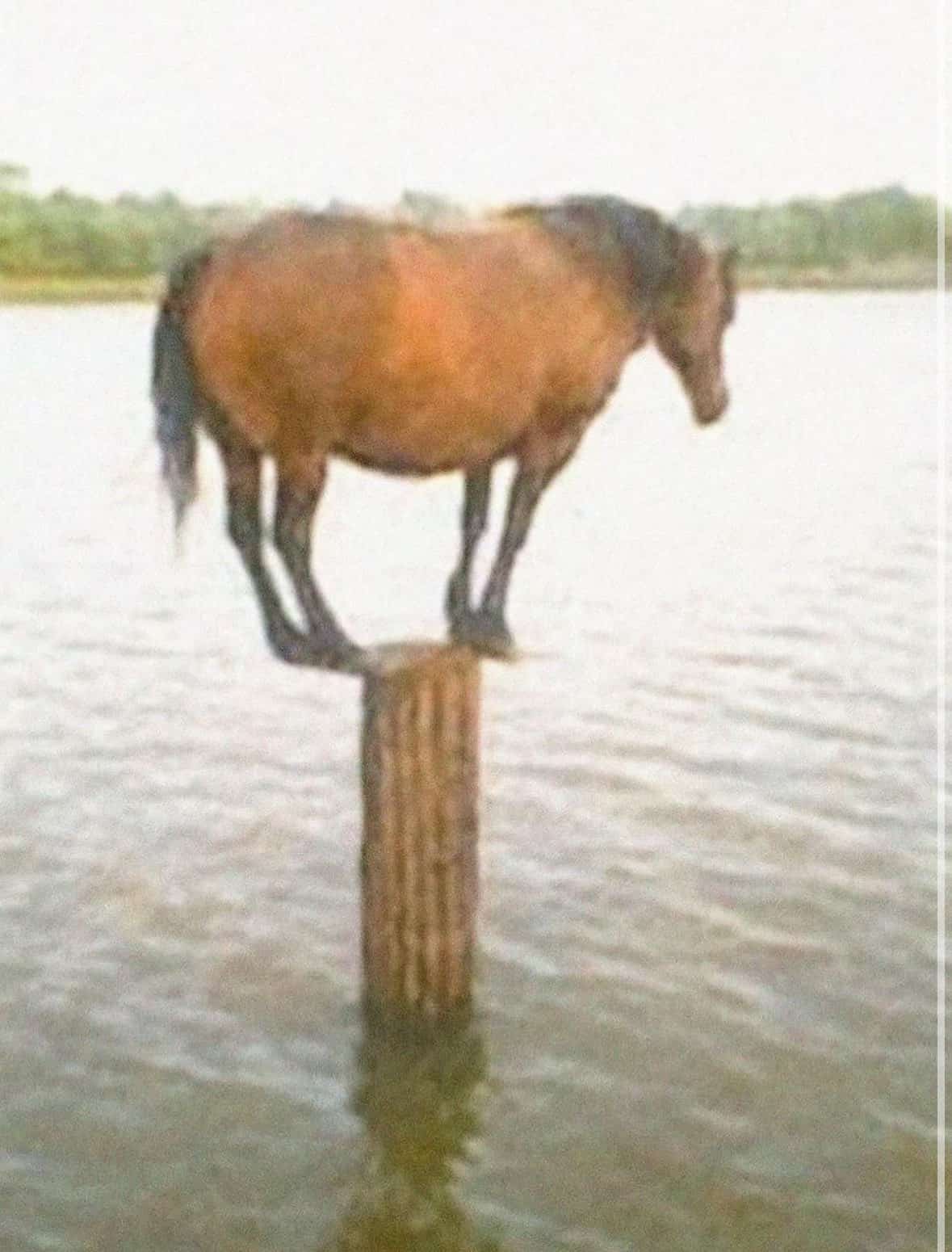 A horse balances on a wooden post in the middle of water – a surreal funny horse picture.