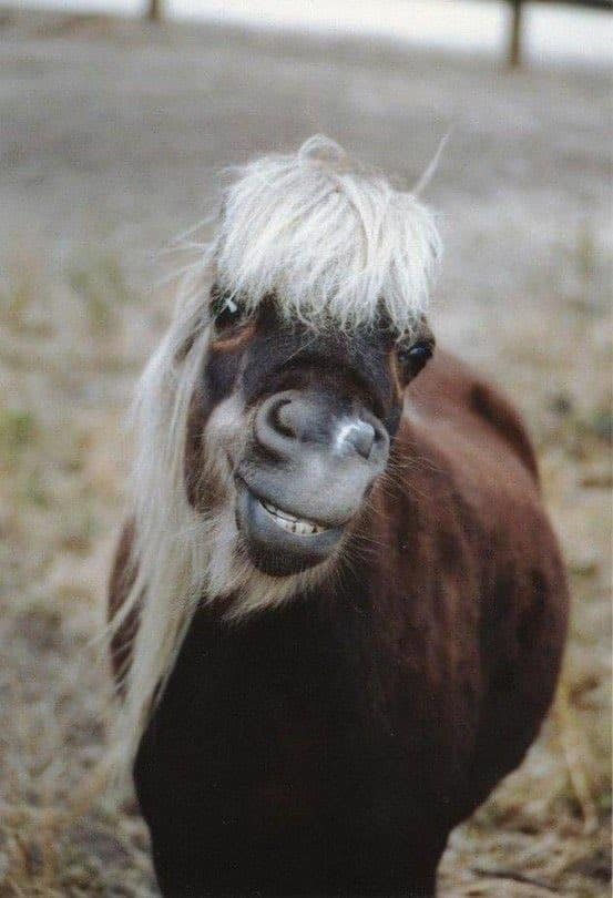 Funny horse pictures gold – a smiling miniature horse with blonde bangs.