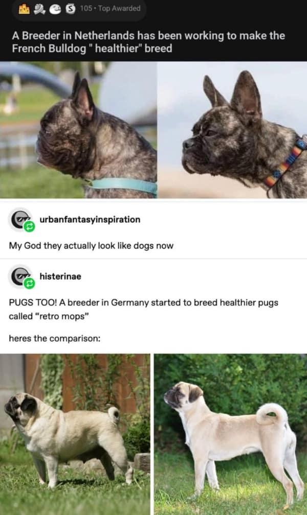 A post showing the positive results of breeding healthier French Bulldogs and Pugs with longer snouts.