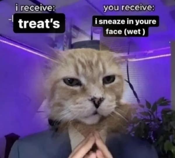 Funny cat meme about receiving treats in exchange for sneezing directly in your face.