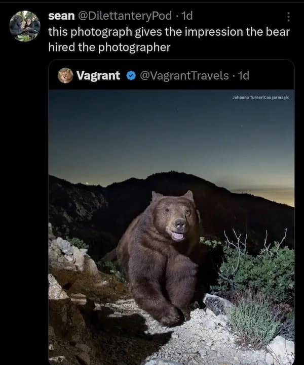 Bear in wilderness looks like it's posing for photographer