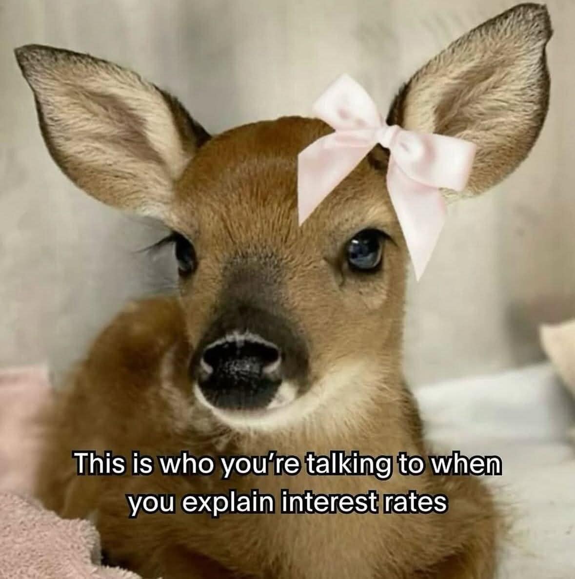 A funny meme of an adorable baby deer with a pink bow, representing someone who doesn't understand interest rates.