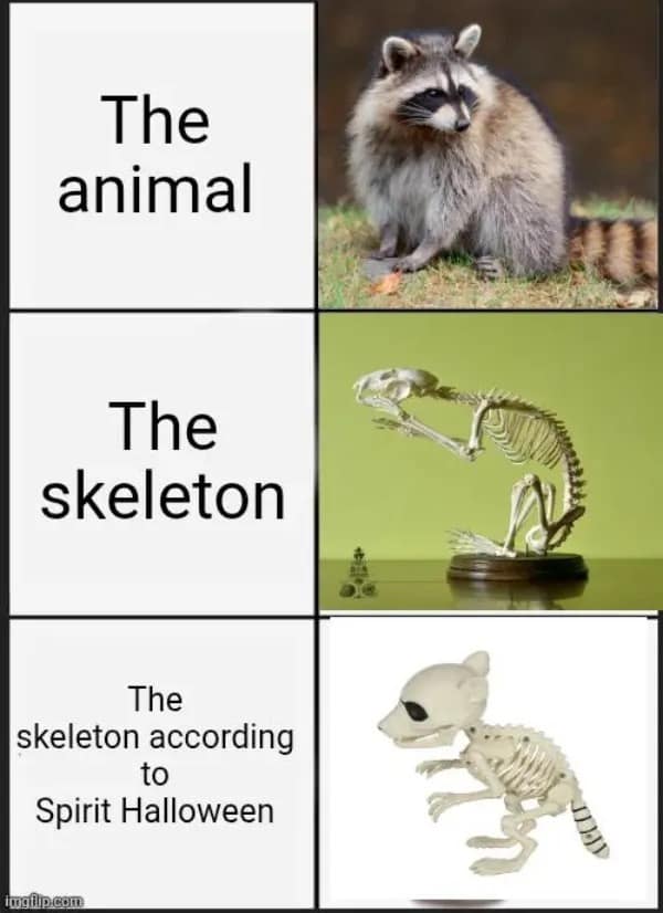 Meme comparing a real raccoon and its skeleton to Spirit Halloween's comically inaccurate animal skeletons.