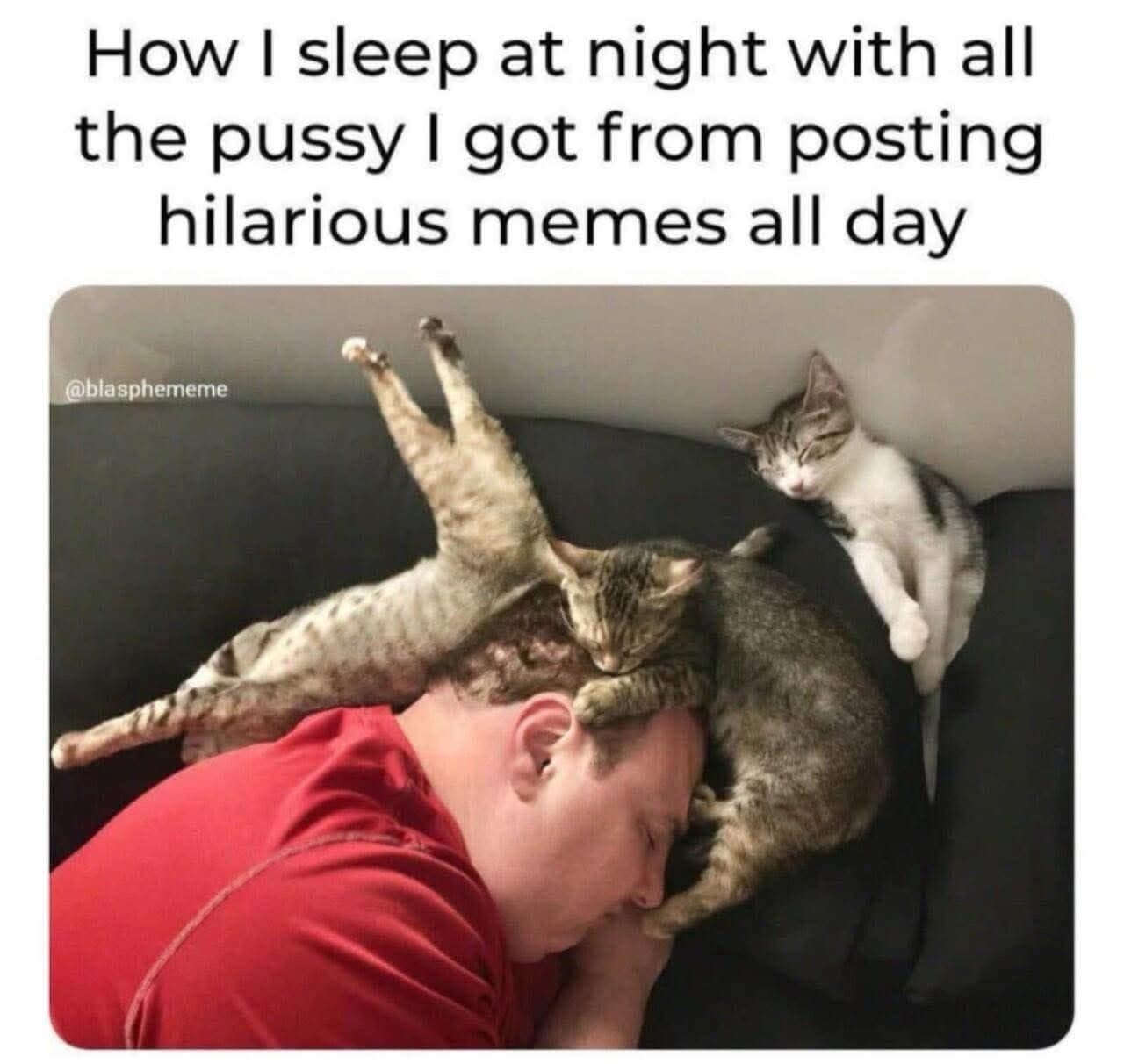 A funny meme using a literal interpretation of getting "pussy" for a man covered in cats.