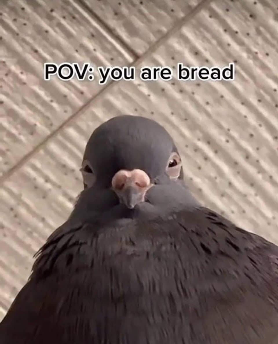 A funny meme showing a pigeon's point of view when it is looking at bread.