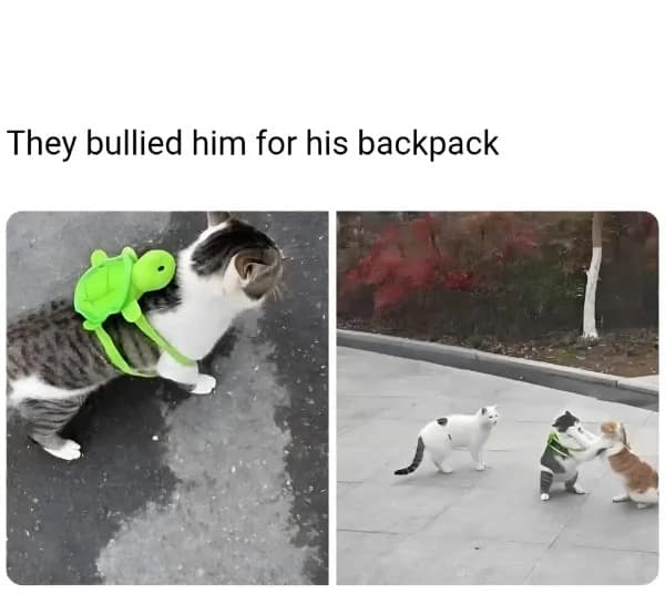 A funny meme about a cat wearing a turtle backpack getting bullied by other cats.