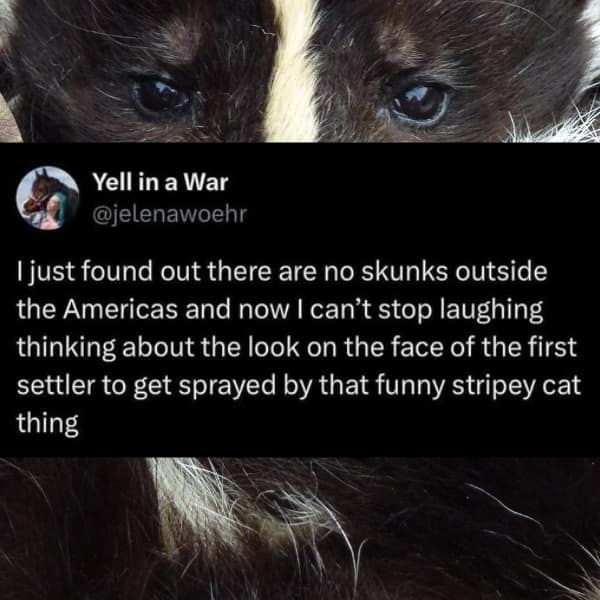 Tweet by @jelenawoehr joking about settlers getting sprayed by skunks, calling them “funny stripey cat things.”