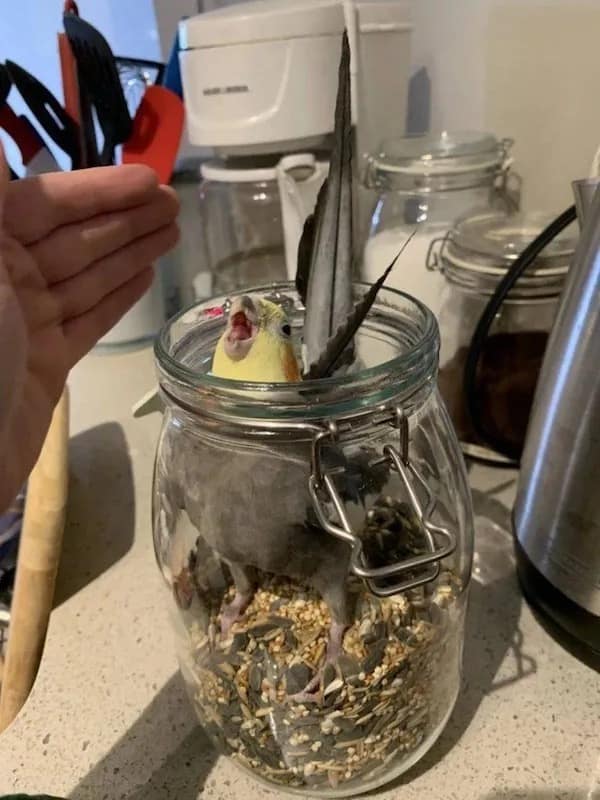 A funny meme of a cockatiel screaming with joy from inside a jar of birdseed.