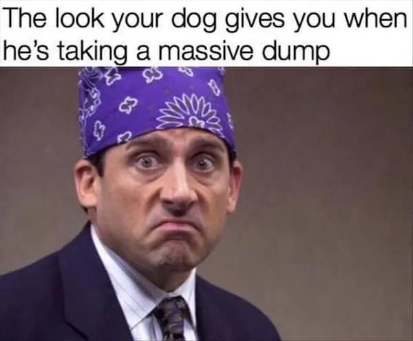 A funny meme using "Prison Mike" from 'The Office' to describe the face a dog makes when it's pooping.