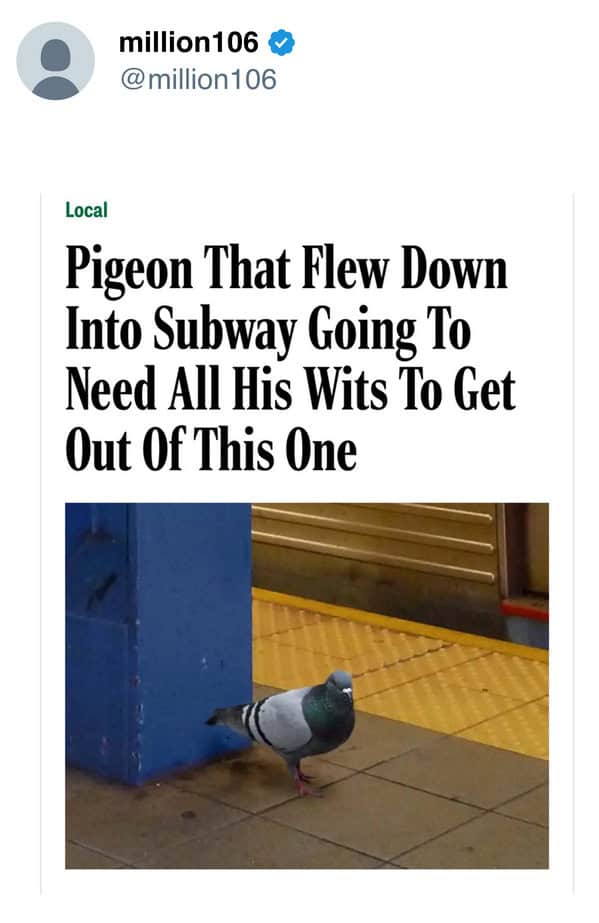 funny Onion headlines screenshot about pigeon stuck in subway needing all wits