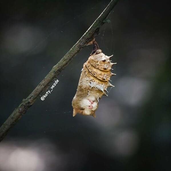 A chrysalis hanging from a branch with a sleeping kitten face.