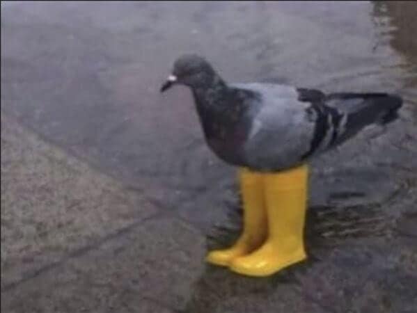 A classic, weirdly funny picture of a pigeon wearing a pair of tiny yellow rain boots.
