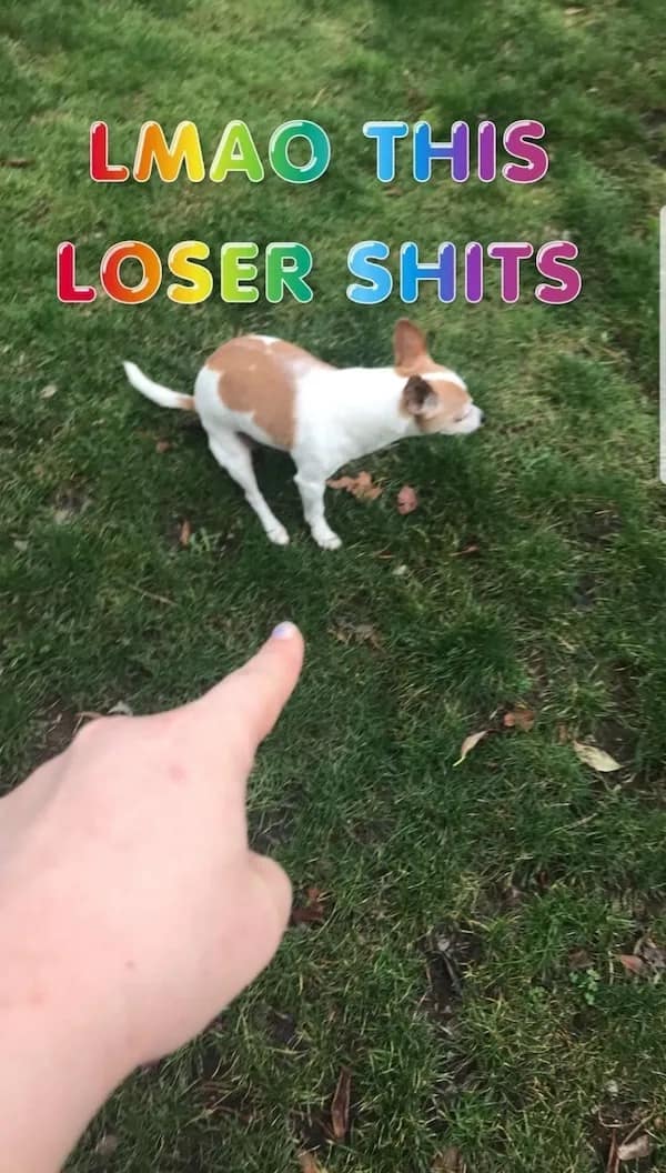 A funny pic of a shitpost meme pointing at a small dog pooping, with the caption "LMAO THIS LOSER SH--S."