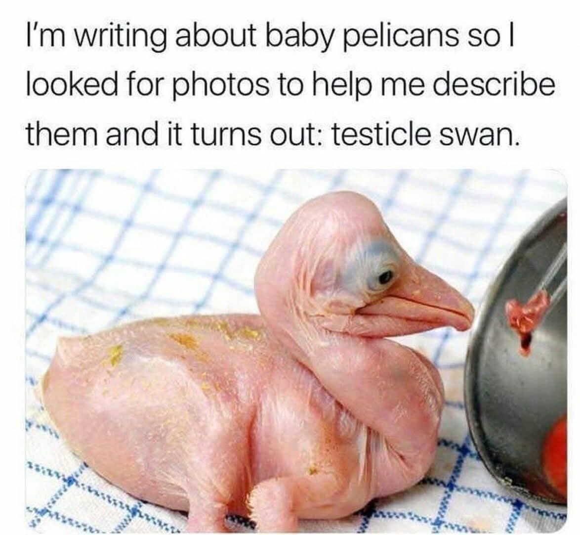 Baby pelican described as testicle swan