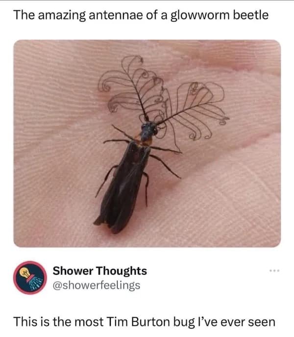 A funny pic of a glowworm beetle with antennae so fancy it's compared to a Tim Burton character.
