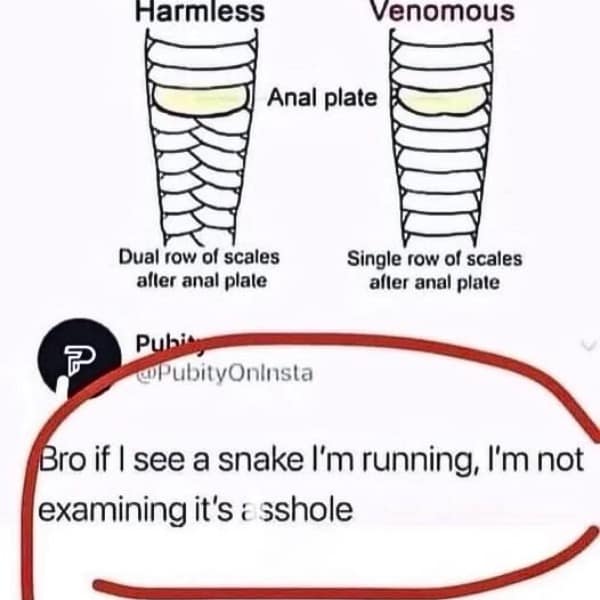 A funny picture showing a diagram of a snake's anatomy with a hilarious reaction tweet.