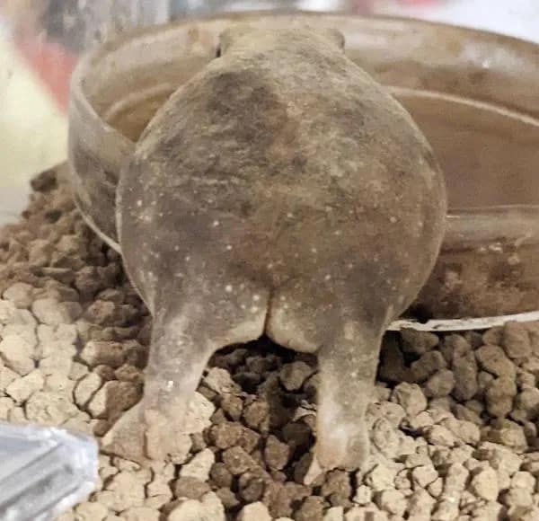 A funny pic of a chubby frog from behind that looks like it has a human butt.