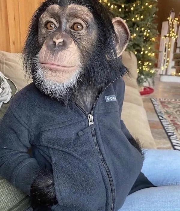 A funny pic of a chimpanzee sitting on a couch wearing a fleece jacket and jeans.