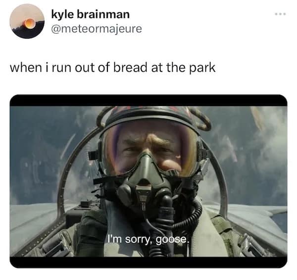 A funny pic using a Top Gun quote to apologize to a goose at the park.