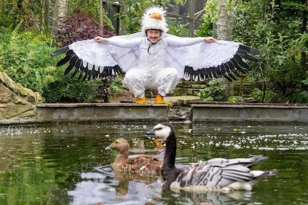 A funny pic of a man in a full bird costume trying to interact with geese.