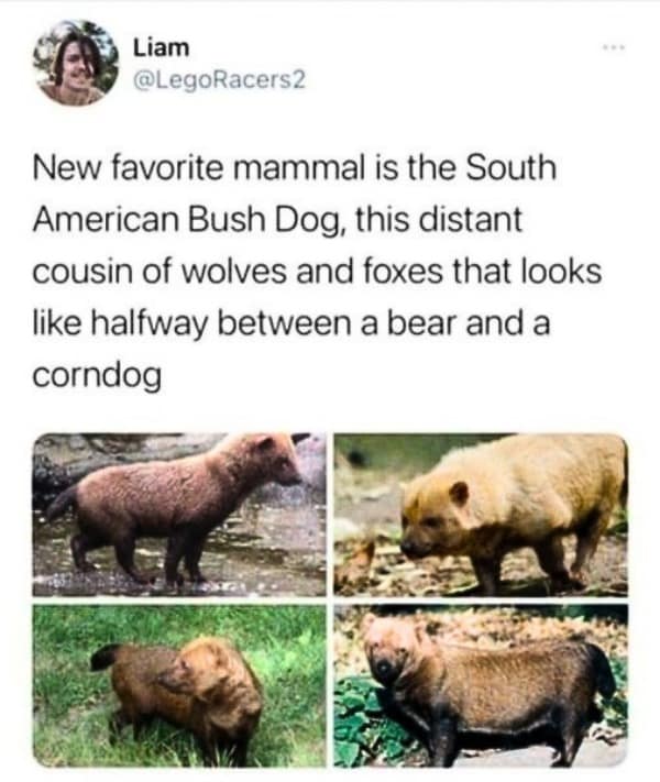 Tweet showing four photos of a South American Bush Dog, a funny-looking animal.