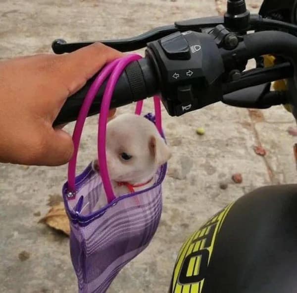 Tiny puppy in a purple handbag hanging from a motorcycle handle