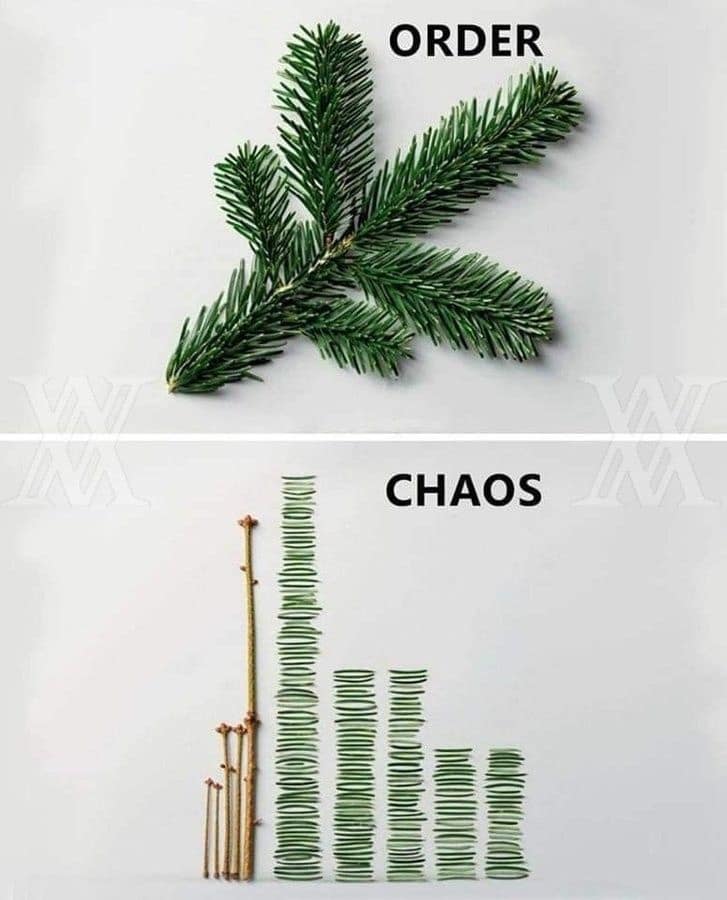 Visual comparison of pine branches labeled order and chaos