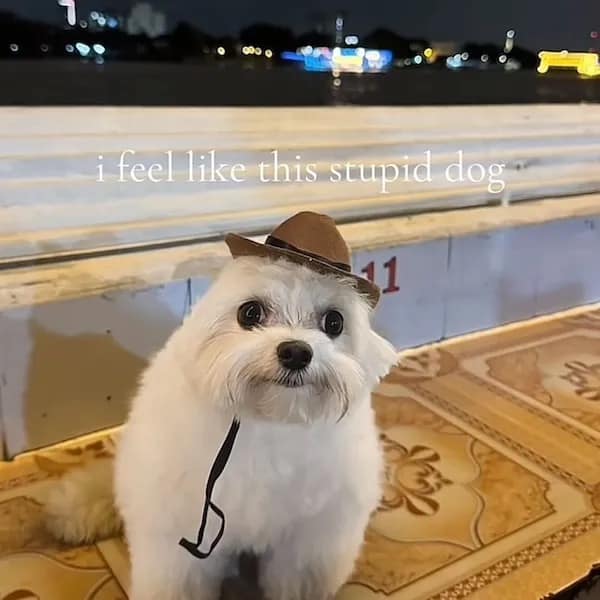 A funny pic of a small white dog wearing a tiny hat with a relatable caption.