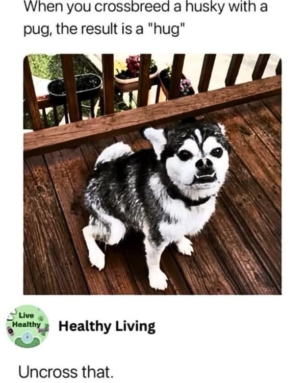 A funny meme of a husky-pug mix, called a "hug," with a hilarious comment demanding to "uncross" it.
