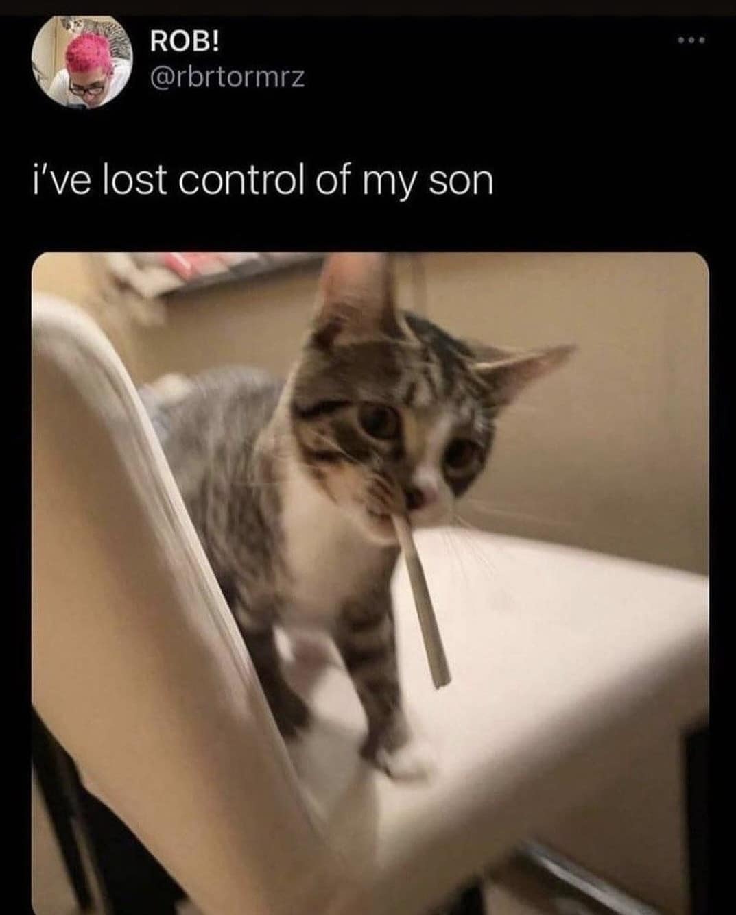 Cat holding a rolled paper in its mouth with tweet caption