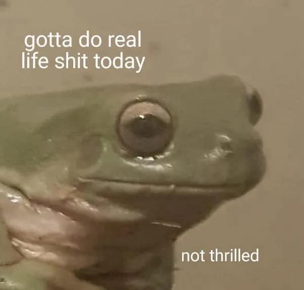 Close-up of frog with relatable life caption about adulting