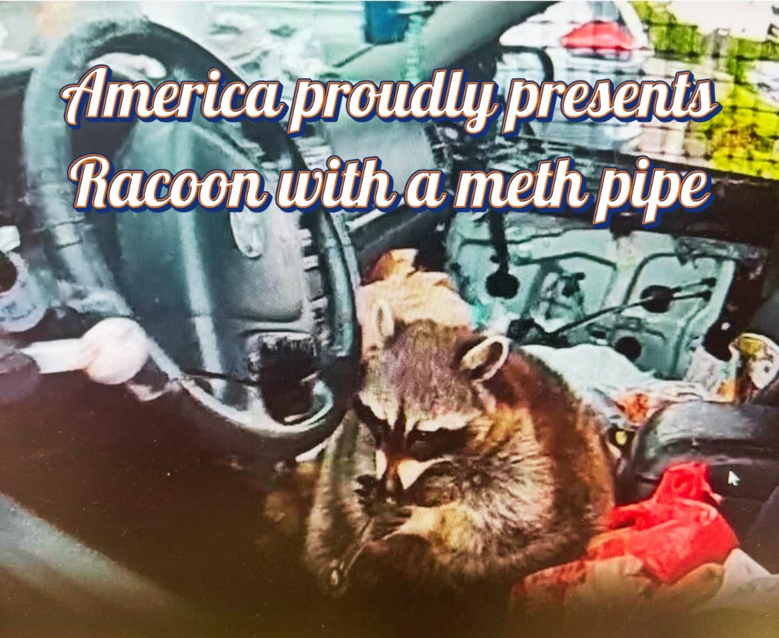 A funny pic and cursed image of a raccoon in a messy car holding a pipe.