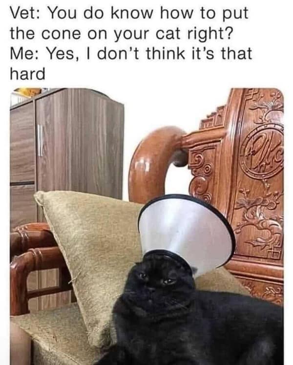 A funny pic of a person putting a vet cone on their cat's head like a hat.