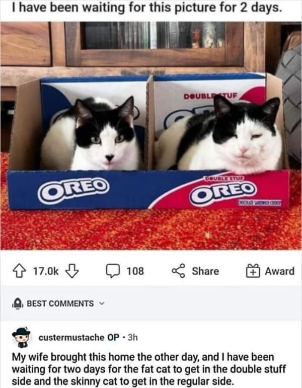 Oreo cats in boxes meme