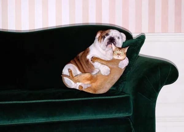 A unique pillow on a green couch shaped and printed like a bulldog hugging a cat.