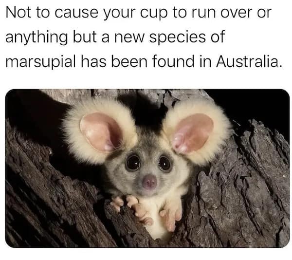 A wholesome meme featuring an adorable marsupial with huge ears and eyes peeking from a tree.