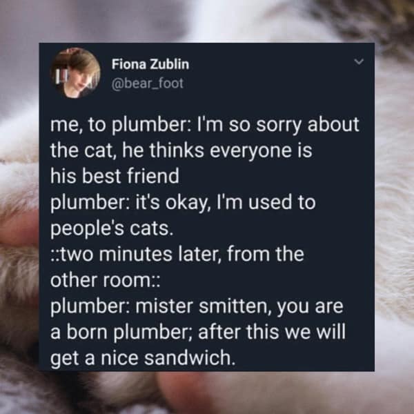 A funny tweet about a plumber befriending a cat, one of many wholesome funny pictures.