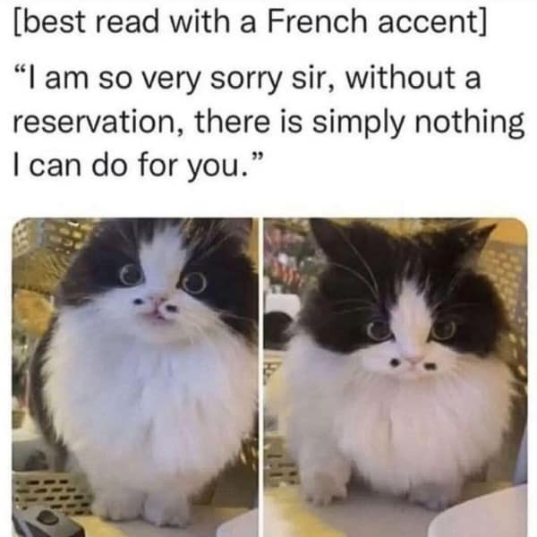 A funny picture of a fluffy cat acting as a fancy French maître d' at a restaurant.