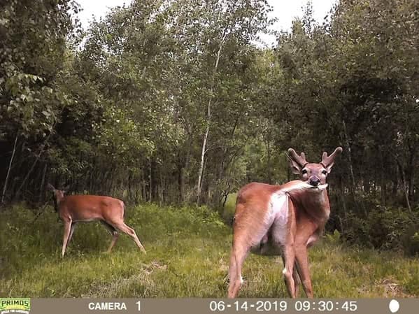wo deer caught on trail cam, one awkwardly licking its own back