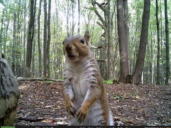 Squirrel standing upright staring into trail camera in forest