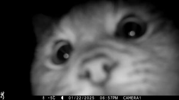 Close-up of curious cat face caught on night vision trail cam