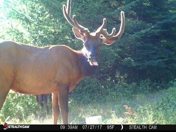 Elk sticking tongue out on trail camera in bright daylight